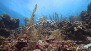 2058 Caribbean sea life coral reef