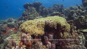 2066 carribbean coral reef