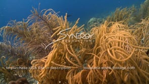 2095 underwater gliding cinematically soft coral reef