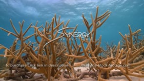 2093 cinematic shot staghorn coral on ocean floor