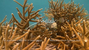 2093B beautiful shot yellow grunt fish in staghorn coral