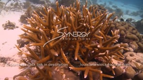 2092 healthy staghorn coral