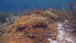 2098 yellow pencil coral in shallow water Caribbean Sea