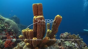 2099 yellow tube sponge