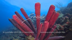 2081 purple sponge on caribbean coral reef
