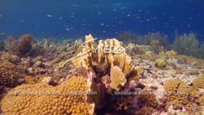 2074 healthy coral reef ecosystem with fish