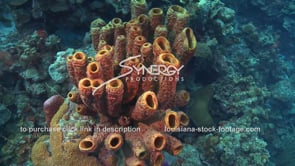 2100 yellow tube sponge underwater