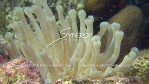 2101 underwater sea anemone