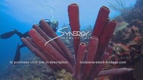 2102 female scuba diver swimming near tube sponge