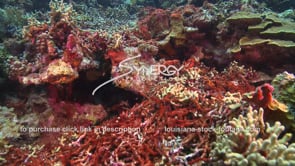 2113 coral reef covered in red algae sewage fertilizer man made impacts