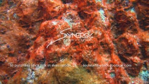 2115 red algae killing coral reef sewage pollution run off