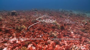 2116 dead dying coral reef killed by red algae global warming climate change