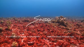2118 sewage pollution killing coral reefs red algae devistation video