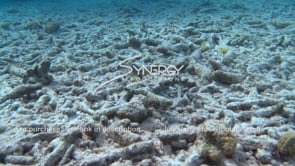 2120 dead dying coral reef effects of global warming climate change