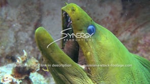 2122 close up green moray eel on ocean bottom
