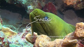 2123 green moray eel on coral reef