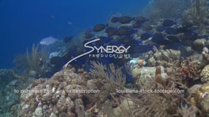 2128 school of blue tangs fish coral reef