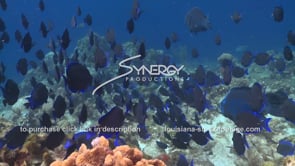 2129 large school of blue tangs on coral reef