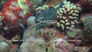 2132 honeycomb cowfish coral reef