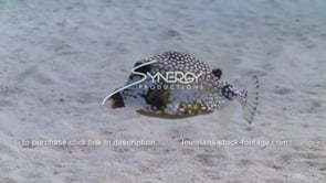 2133 spotted trunkfish cowfish