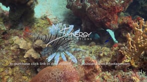 2140 poisonous lionfish invasive species
