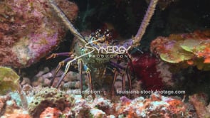 2141 lobster hiding beneath coral