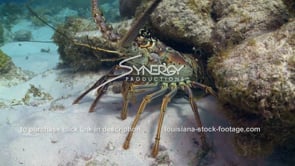 2142 lobster on ocean floor