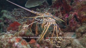 2143 lobster walking across coral reef