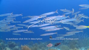 2145 southern sennet barracuda on caribbean coral reef