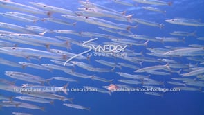 2146 nice shot school of juvenile sennet barracuda video