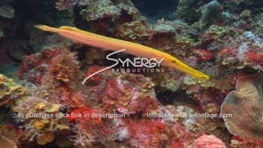 2149 yellow trumpetfish looking for food