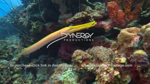 2147 yellow trumpet fish on coral reef