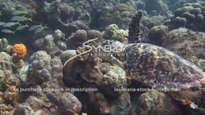 2152 nice shot green sea turtle video