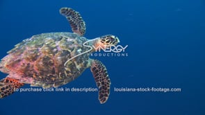 2156 beautiful shot hawksbill sea turtle