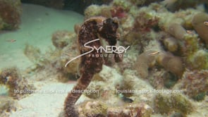 2158 seahorse video stock footage