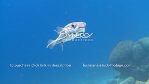 2164 puffer fish swimming in ocean