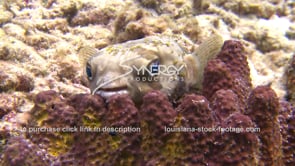 2163 puffer fish climate change