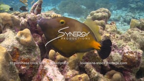 2166 nice shot of whitespotted filefish