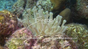 2175 sea anemone on coral reef