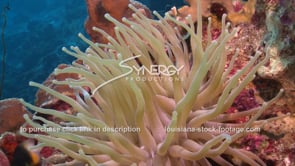 2176 sea anemone in caribbean