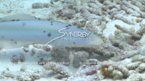 2178 lizardfish sandy ocean bottom