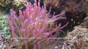 2173 purple sea anemone