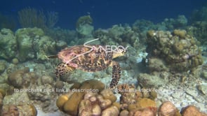 2154 nice shot hawksbill sea turtle on coral reef