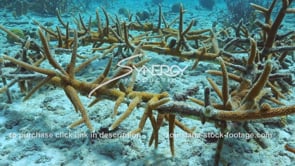 2218 coral restoration farm in the caribbean video