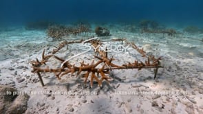 2220 coral reef restoration underway