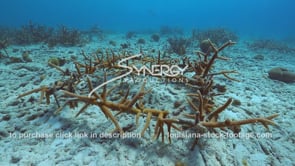 2227 staghorn coral reef restoration site in caribbean