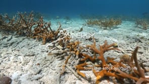 2229 sunlight shimmering on coral reef restoration project