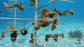 2231 close up coral tree nursery in caribbean stock video