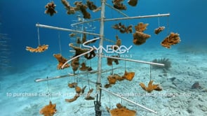 2237 elkhorn coral tree nursery coral reef restoration from global warming