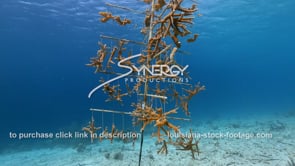 2244 nice shot coral tree nursery for reef restoration video